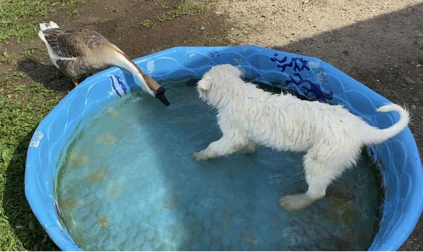Angus in pool