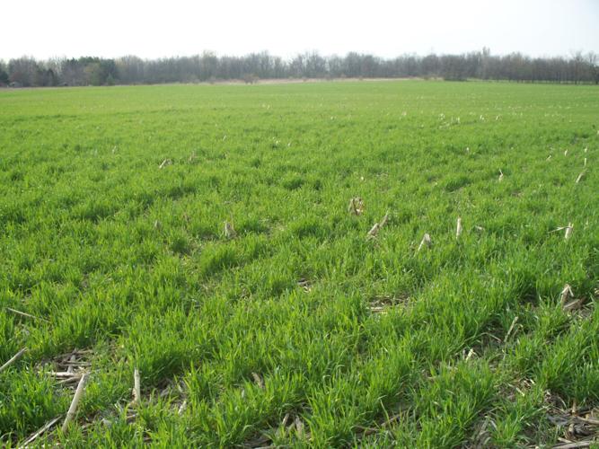 Cereal rye cover crop in April