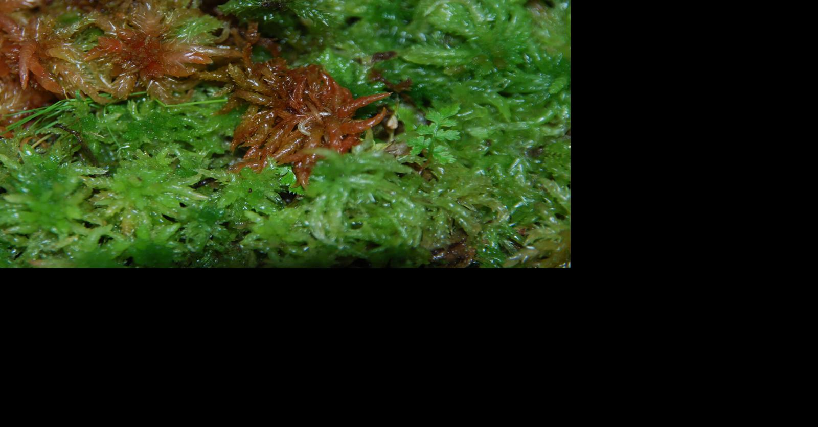 Sphagnum moss