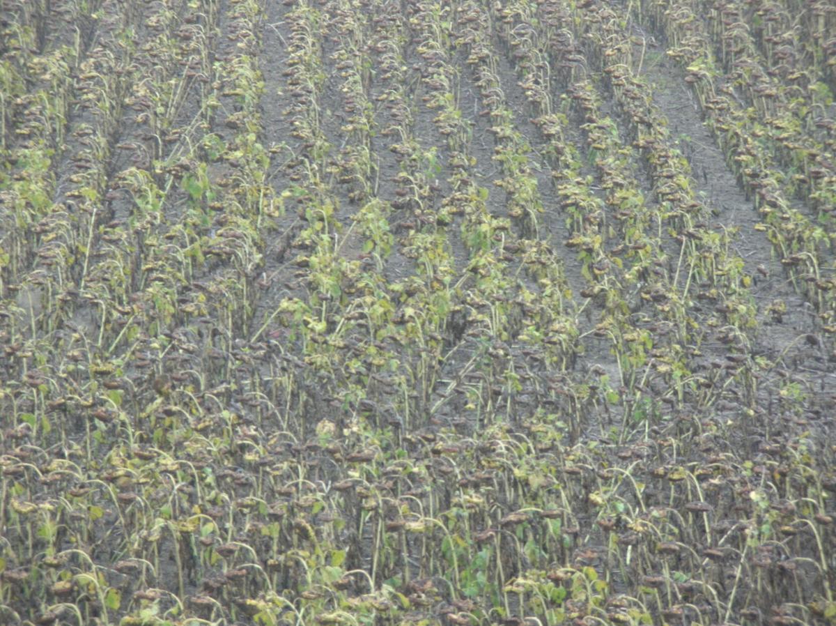 Sunflower prices feel effect of weak global market