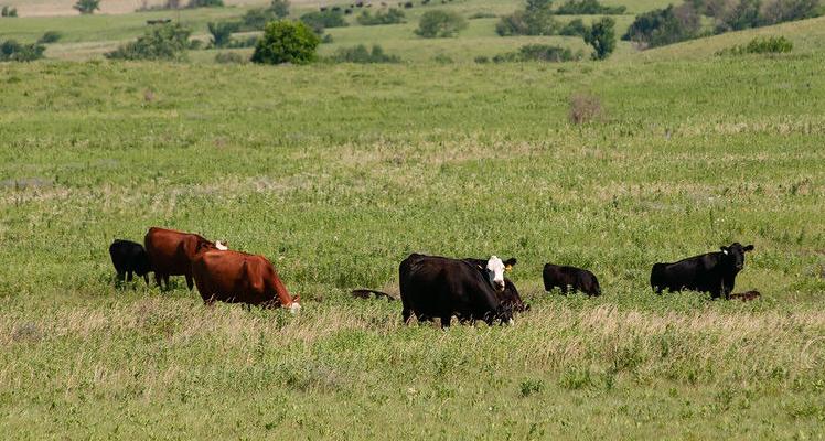 Cattle in field