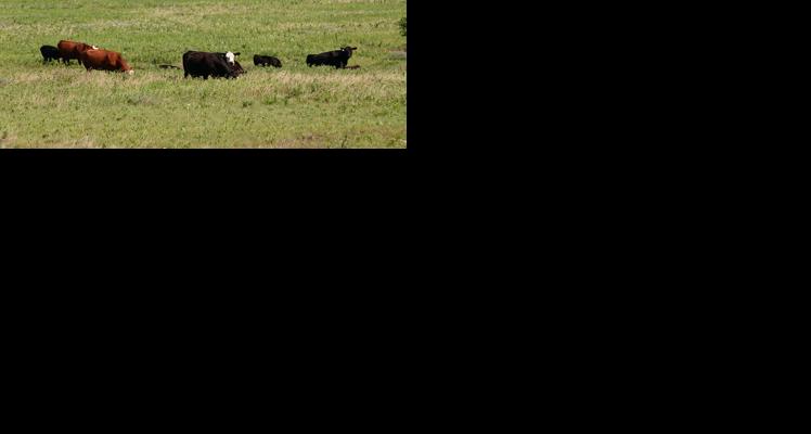 Cattle in field