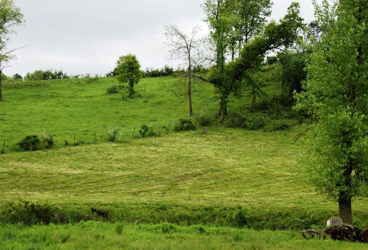 Pasture cleared of brush
