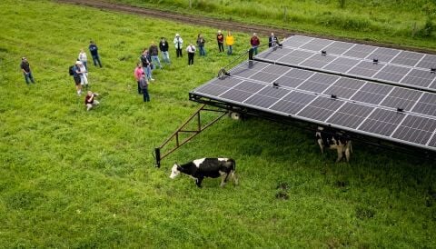 Cow, solar array