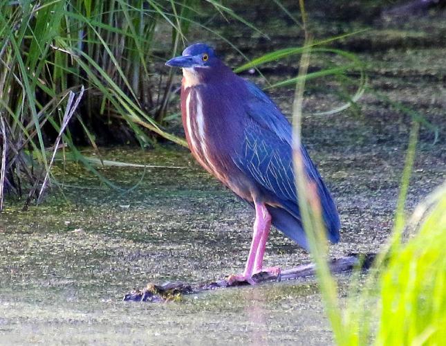 Heron