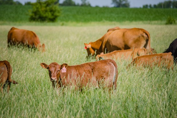 Stoney Creek Farm cattle