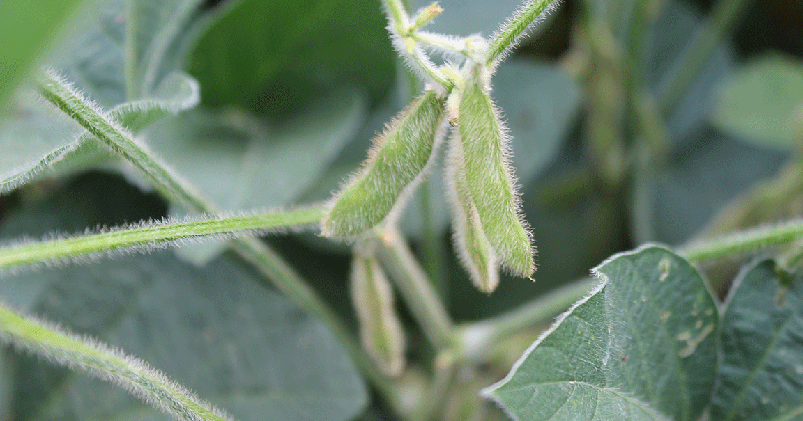 Farmers deal with changing precipitation