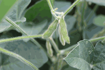 soybean plant
