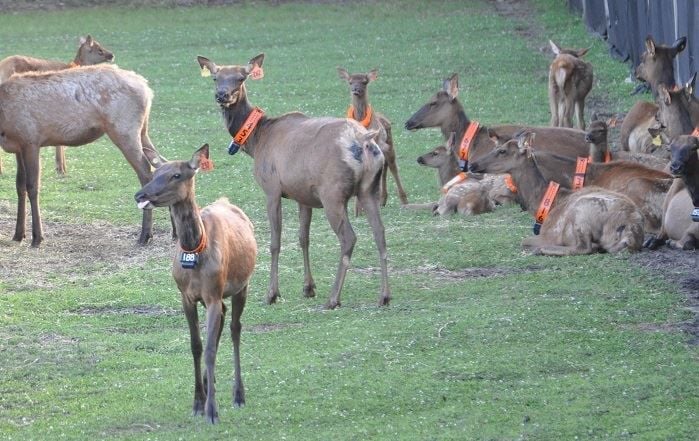 Elk in Jackson County