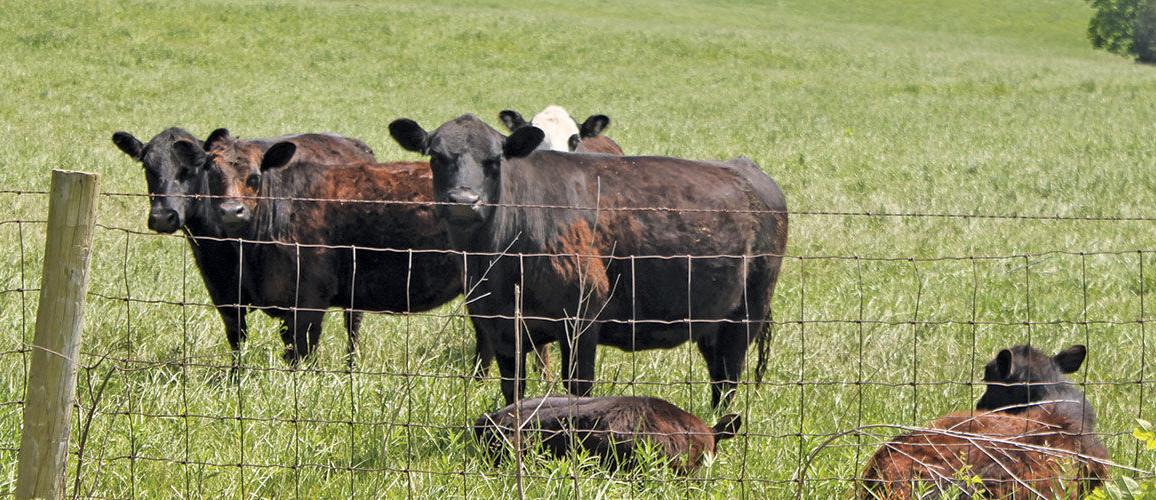 Cattle in pasture