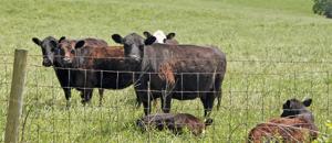 Manage small acreage pastures before, after drought
