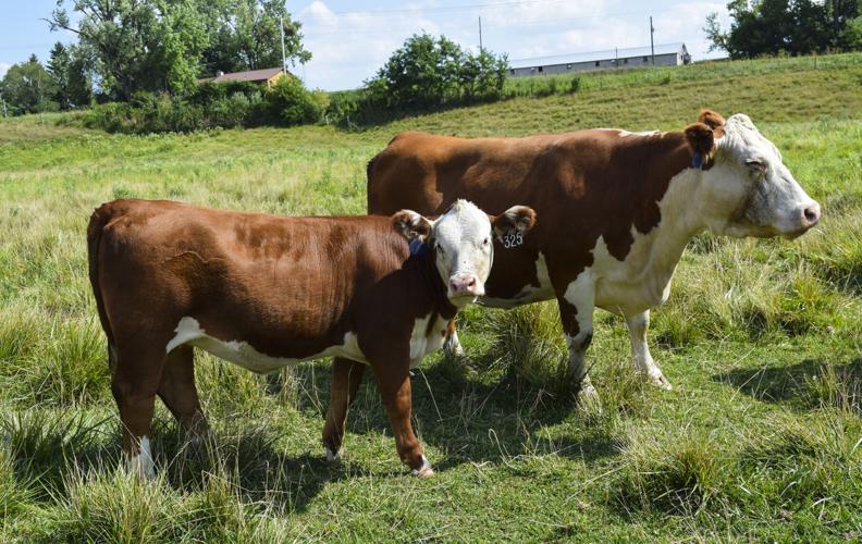JWOW-025 and calf