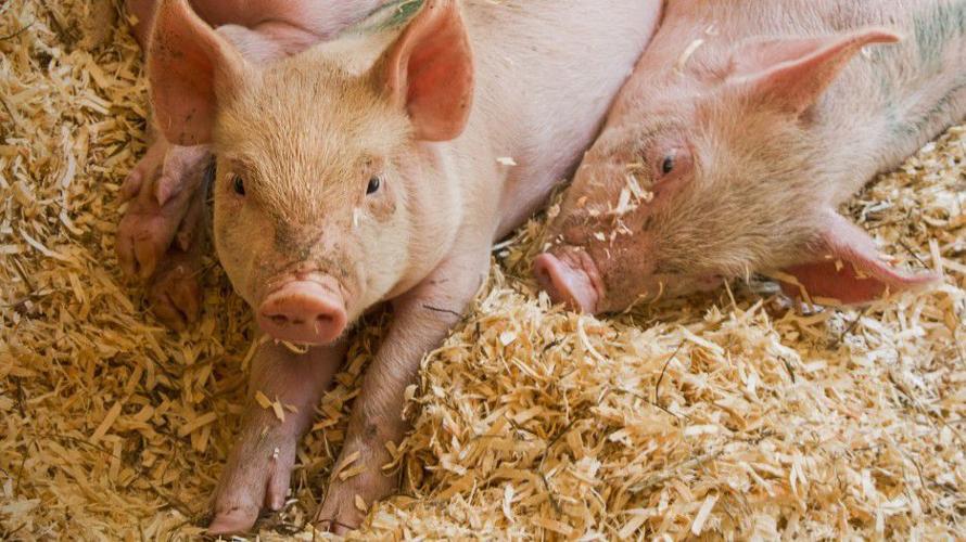 Pigs lie in pen on bedding
