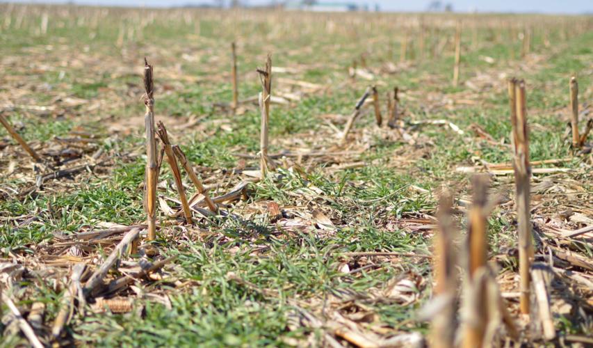 Reduced tillage