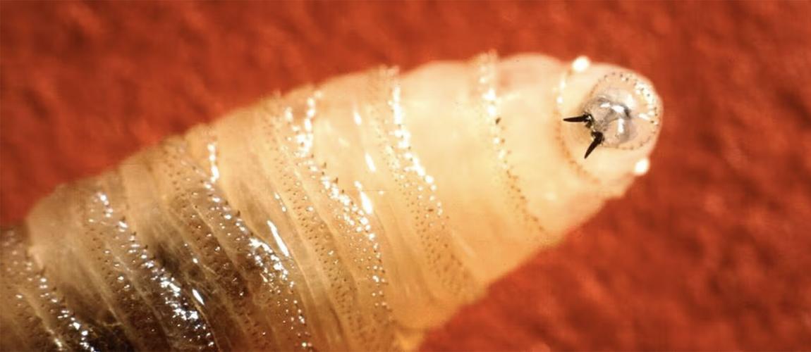 New World screwworm