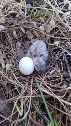 Chick and egg in residue