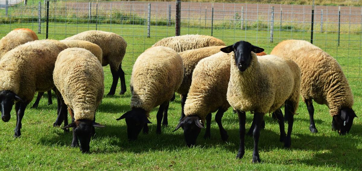 Lamb producers raise quality Business