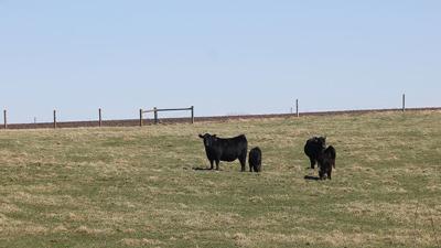 Cattle Grazing