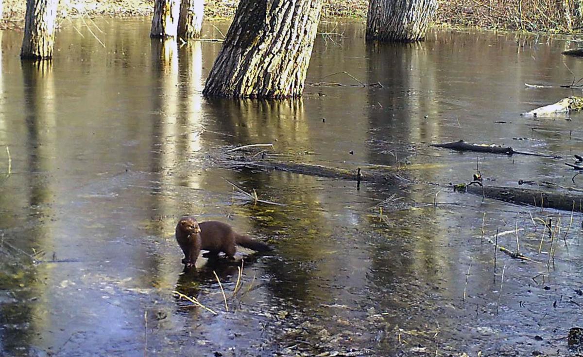 Wisconsin mink production crashes Livestock