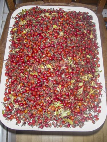Rose hips