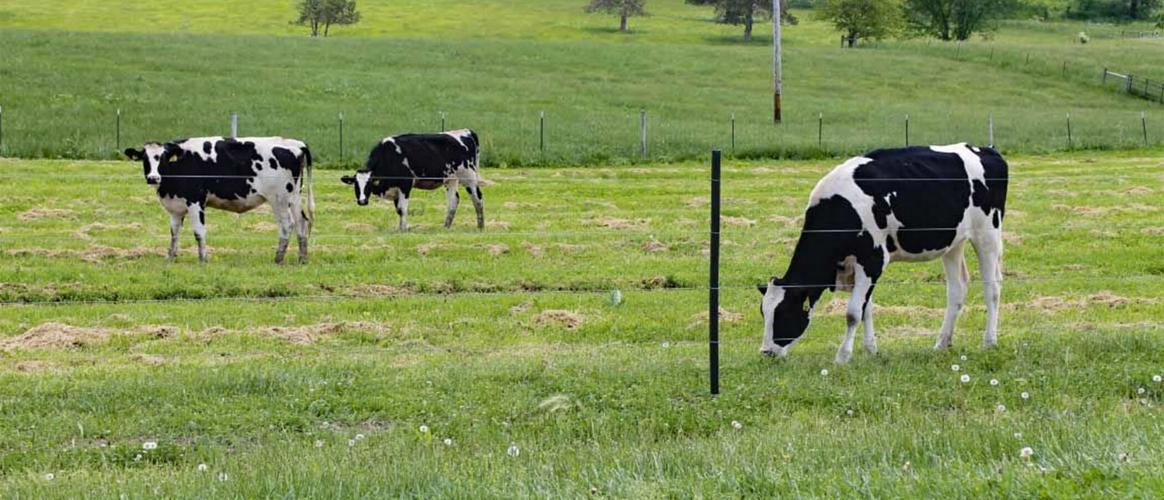 Dairy cows in field