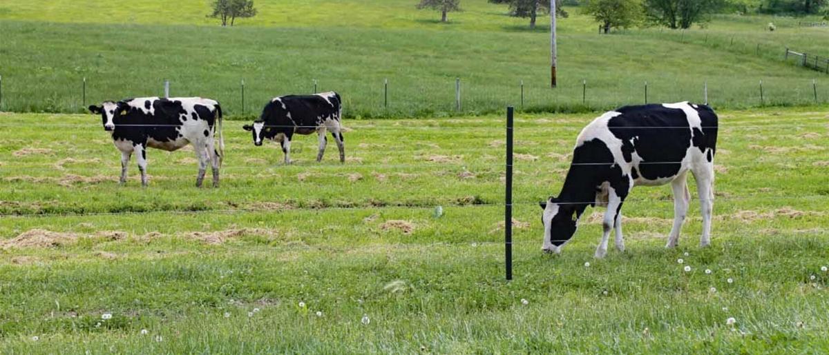 Dairy cows in field