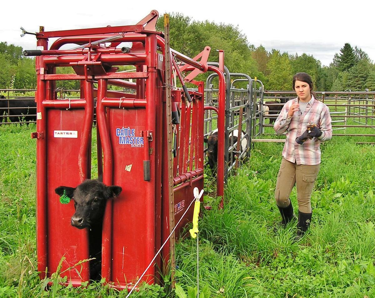 Calf in chute
