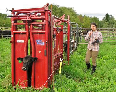 Calf in chute