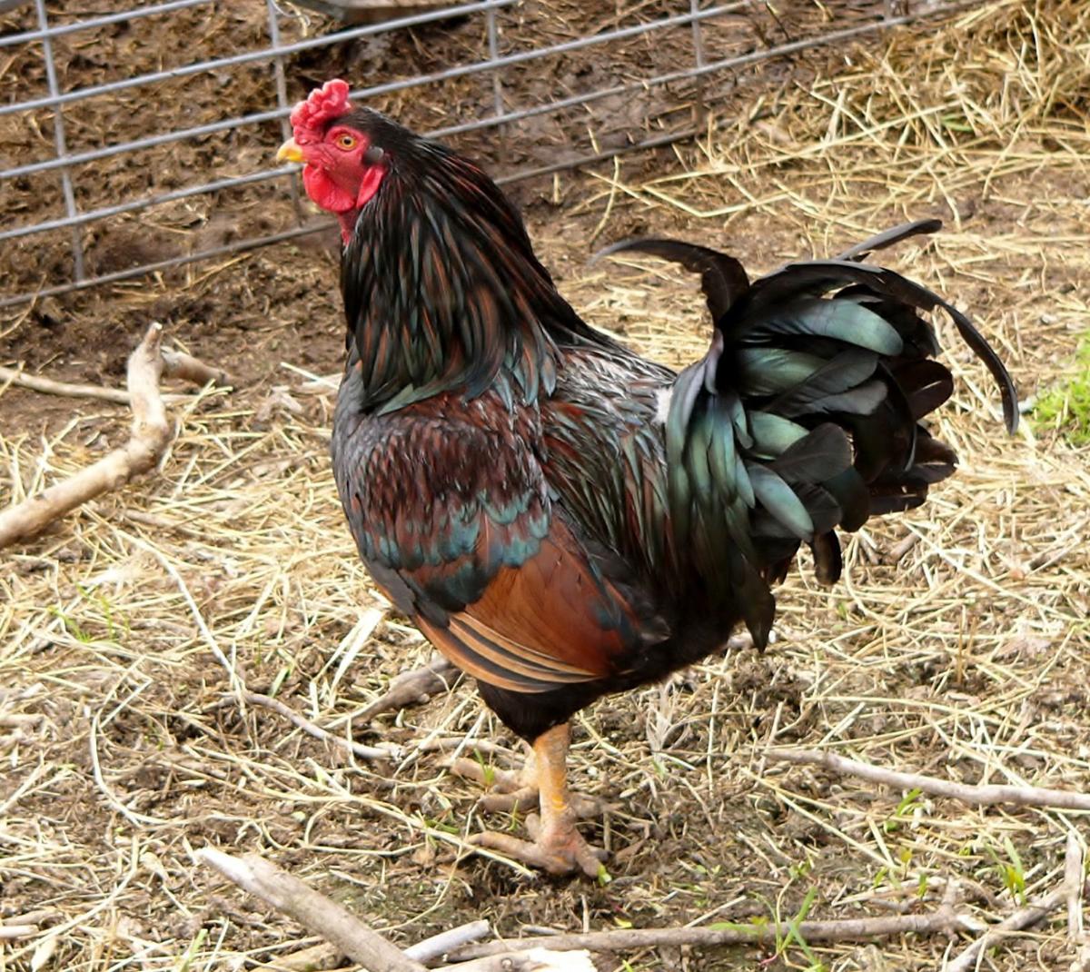 Rooster crows in barnyard