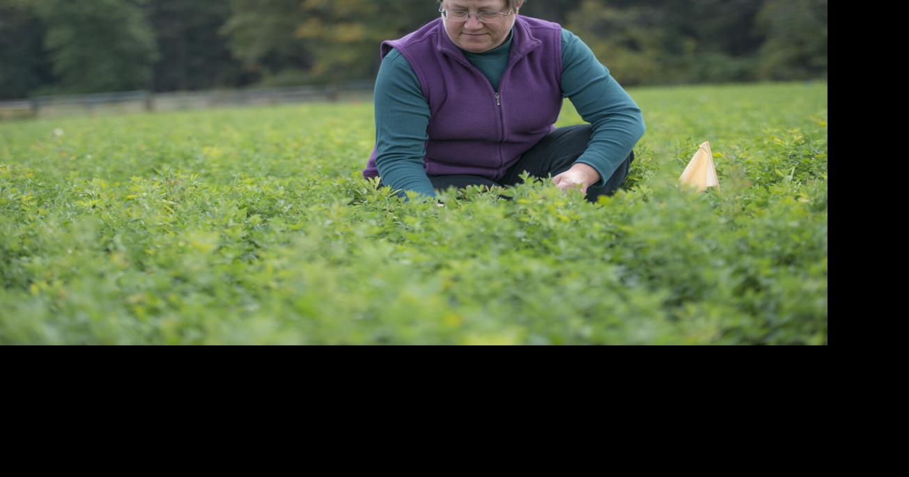 Research team receives grant to study alfalfa autotoxicity