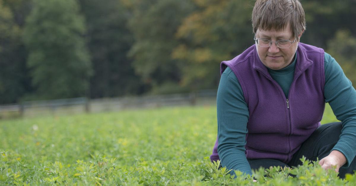 Autotoxicity Research team receives grant to study alfalfa autotoxicity