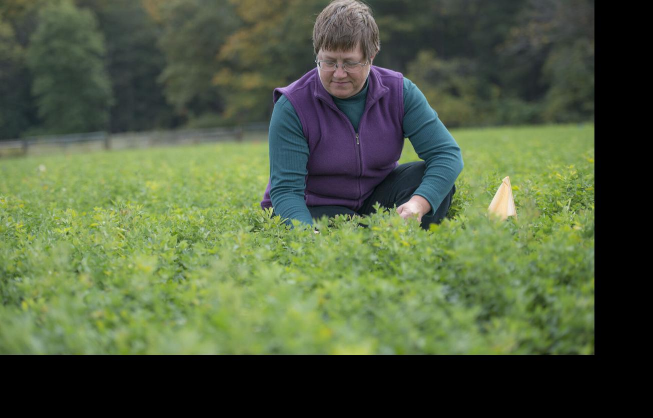 Kim Cassida in alfalfa field