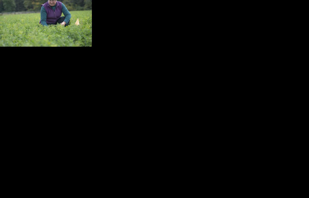 Kim Cassida in alfalfa field