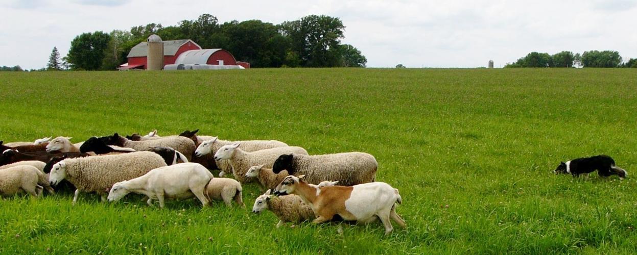 Meg controls her sheep