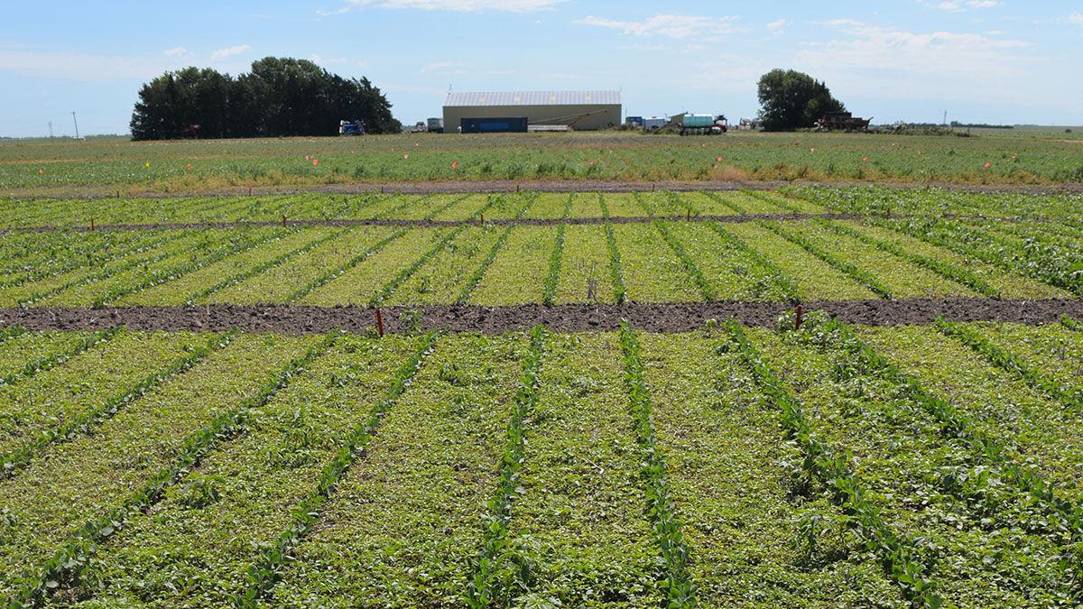 Palmer amaranth management practices