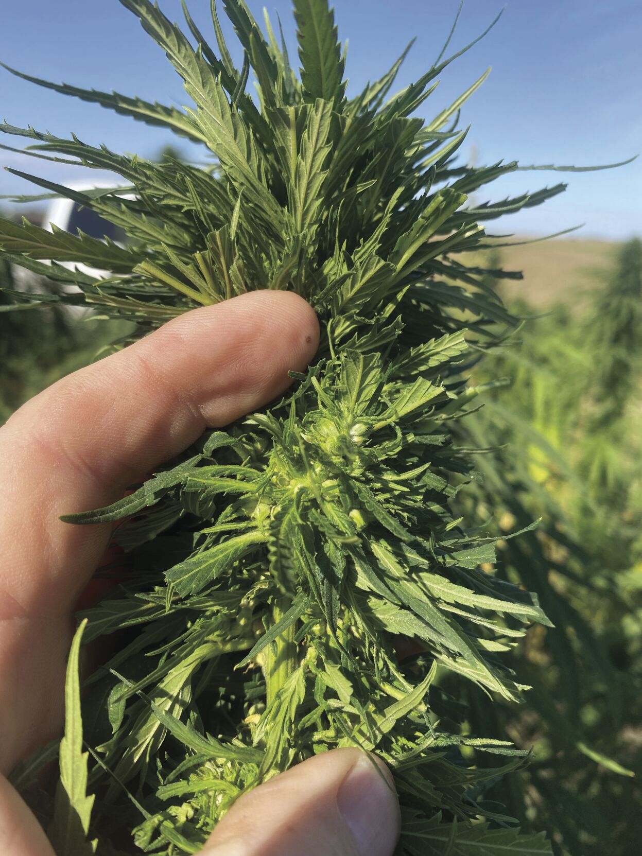 The Good. The Bad. The Ugly. South Dakota industrial hemp grower