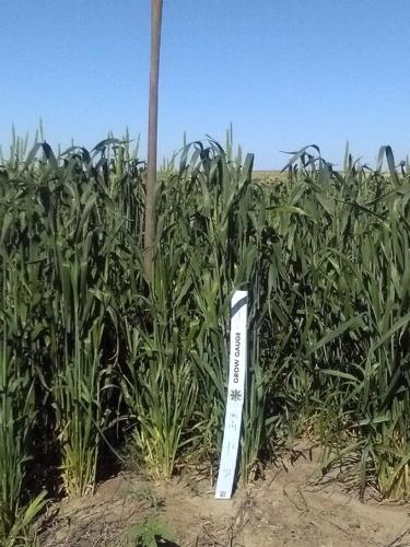 Homestead grains 3.JPG