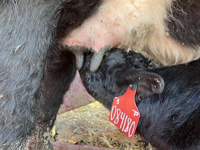 Down on the Farm (3).jpg