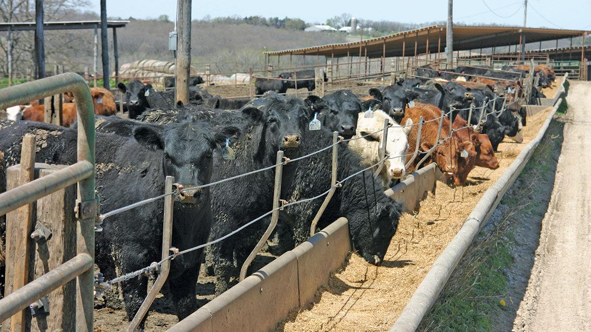 Feed costs cattle at feeder