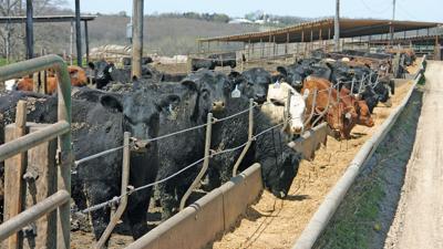 Feed costs cattle at feeder
