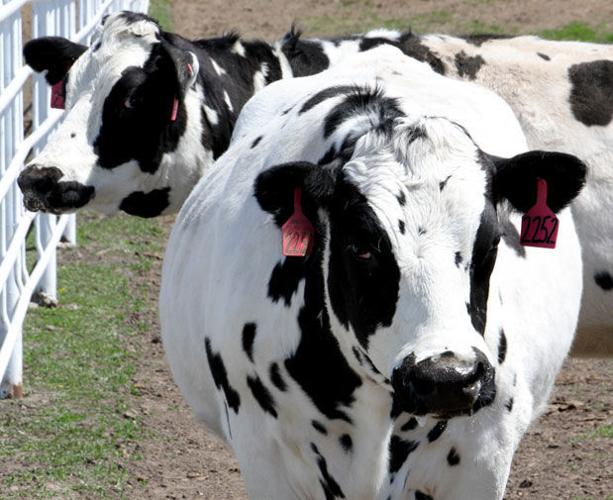 SAB Biotherapeutics cow