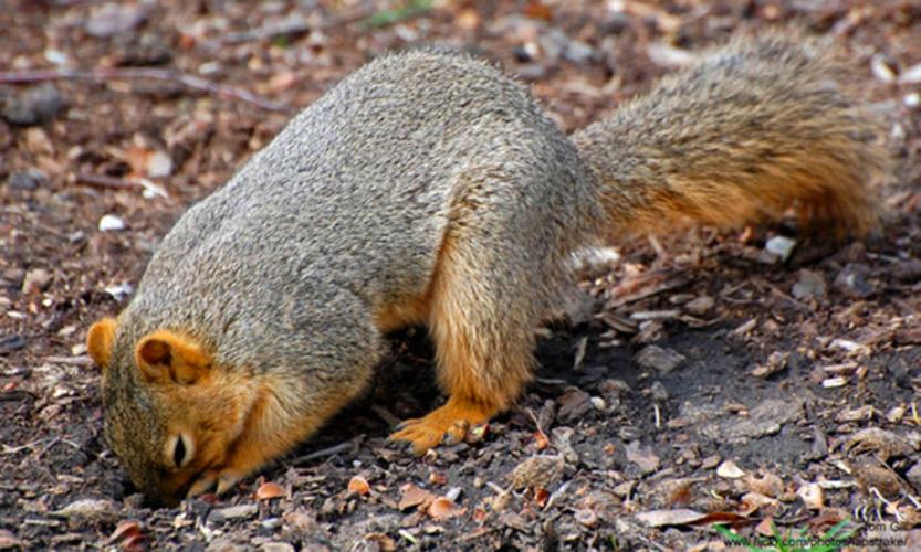 Squirrel buries nut