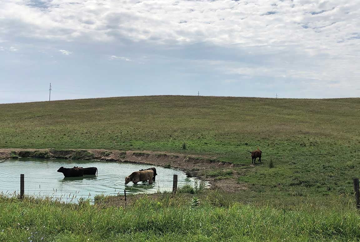Cattle-cooling-off-2.jpg