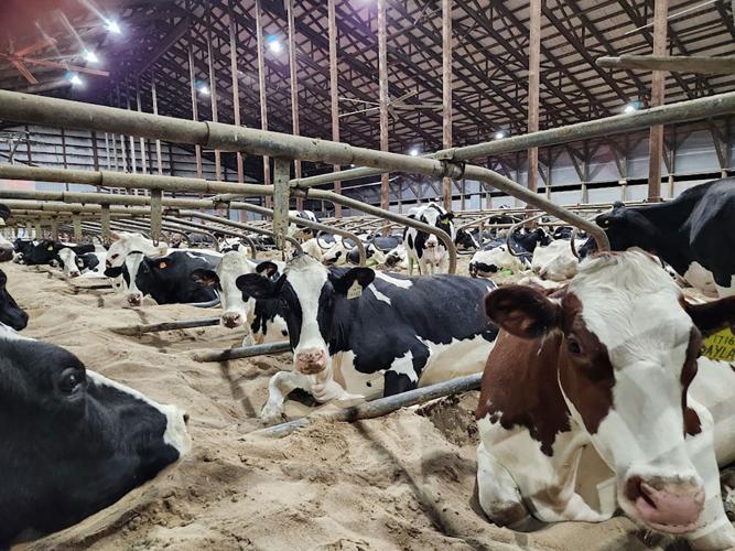 Bolin dairy cows