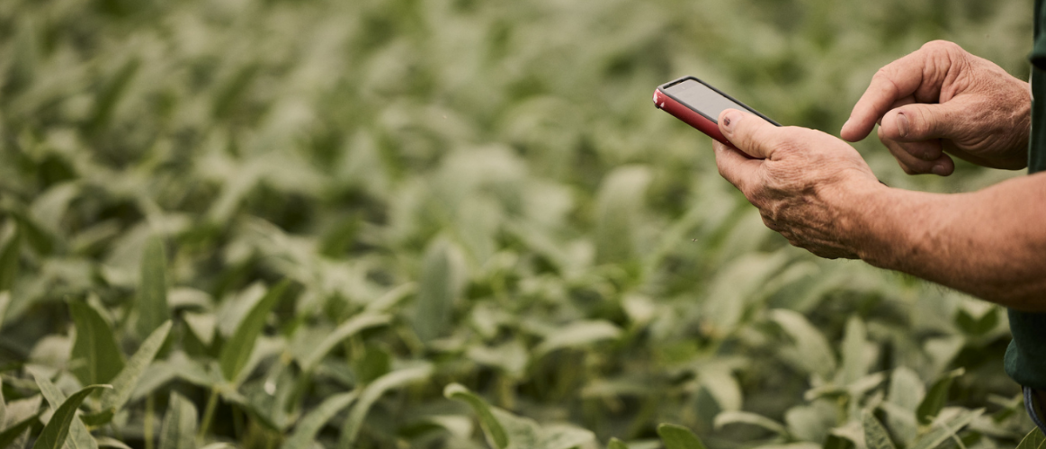 Hands holding plants