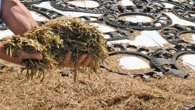 silage in hand