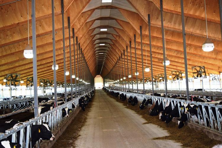 Freestall barn at Statz Bros.