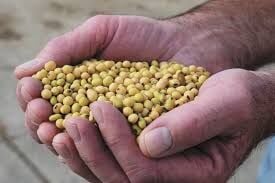 Soybeans