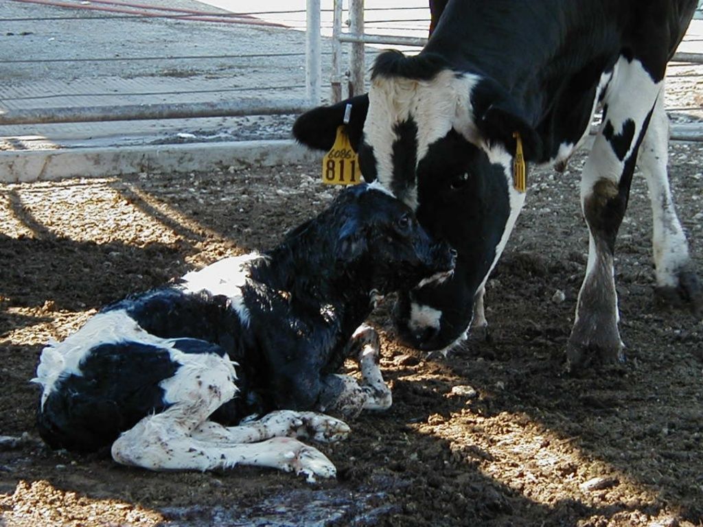 Calving in yard