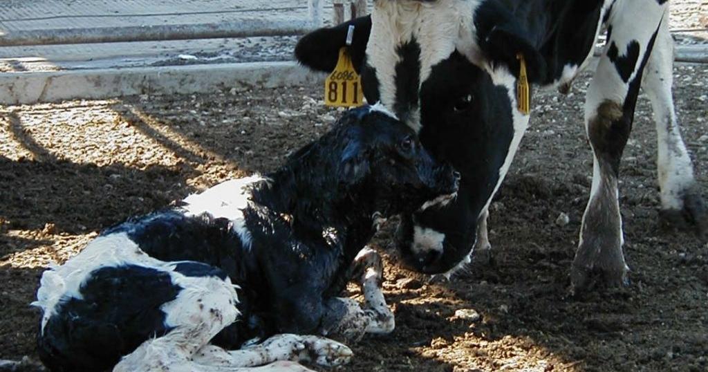 Calcium bolsters hypocalcemia prevention